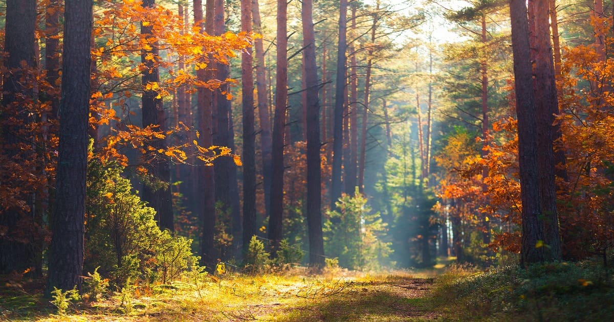 floresta na primavera com um pouco de luz solar
